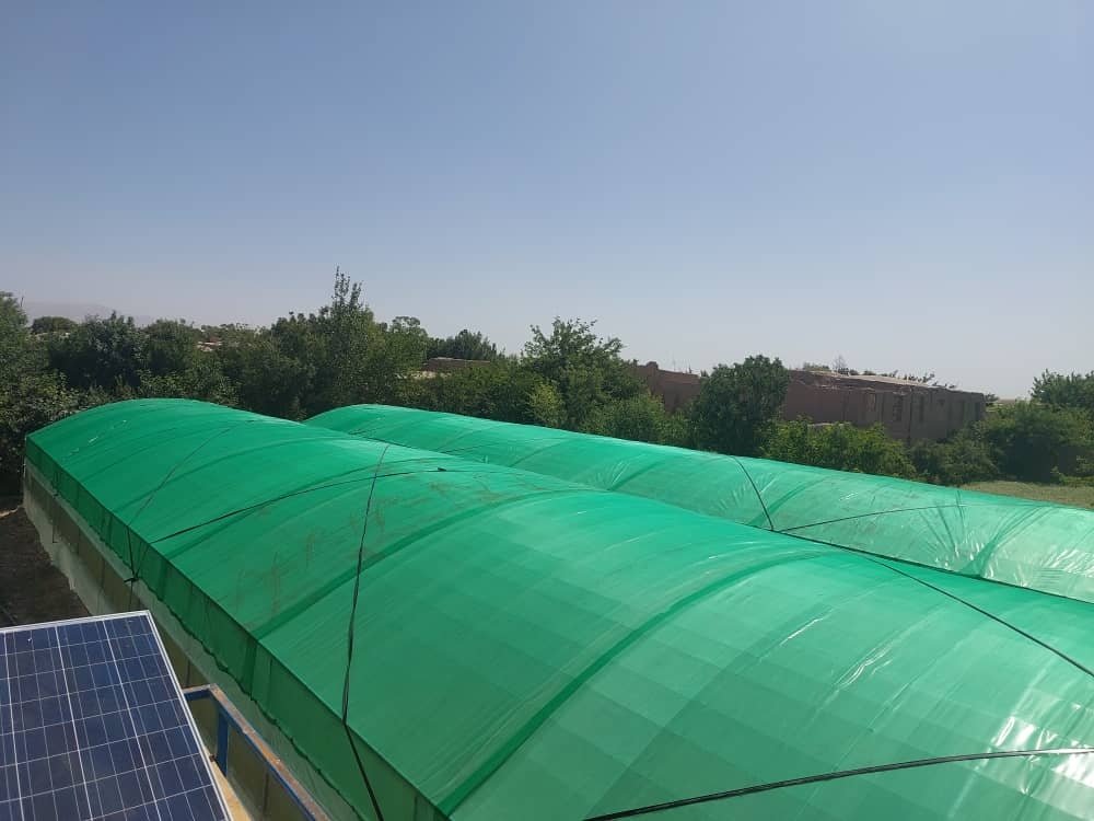 Productive cultivation stage within greenhouse