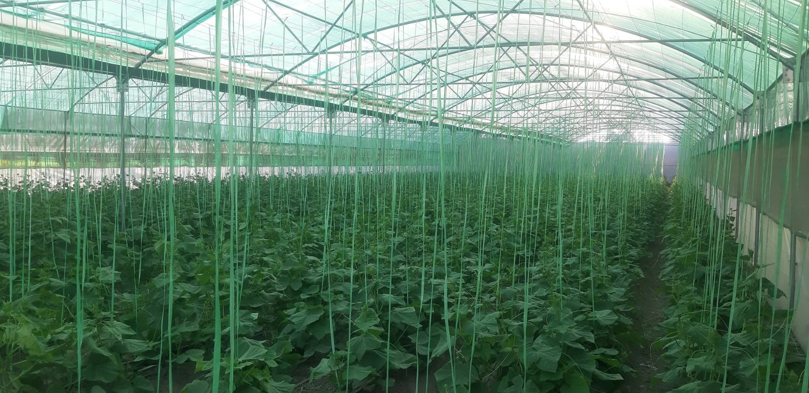 Greenhouse structure and cultivation environment in field deployment