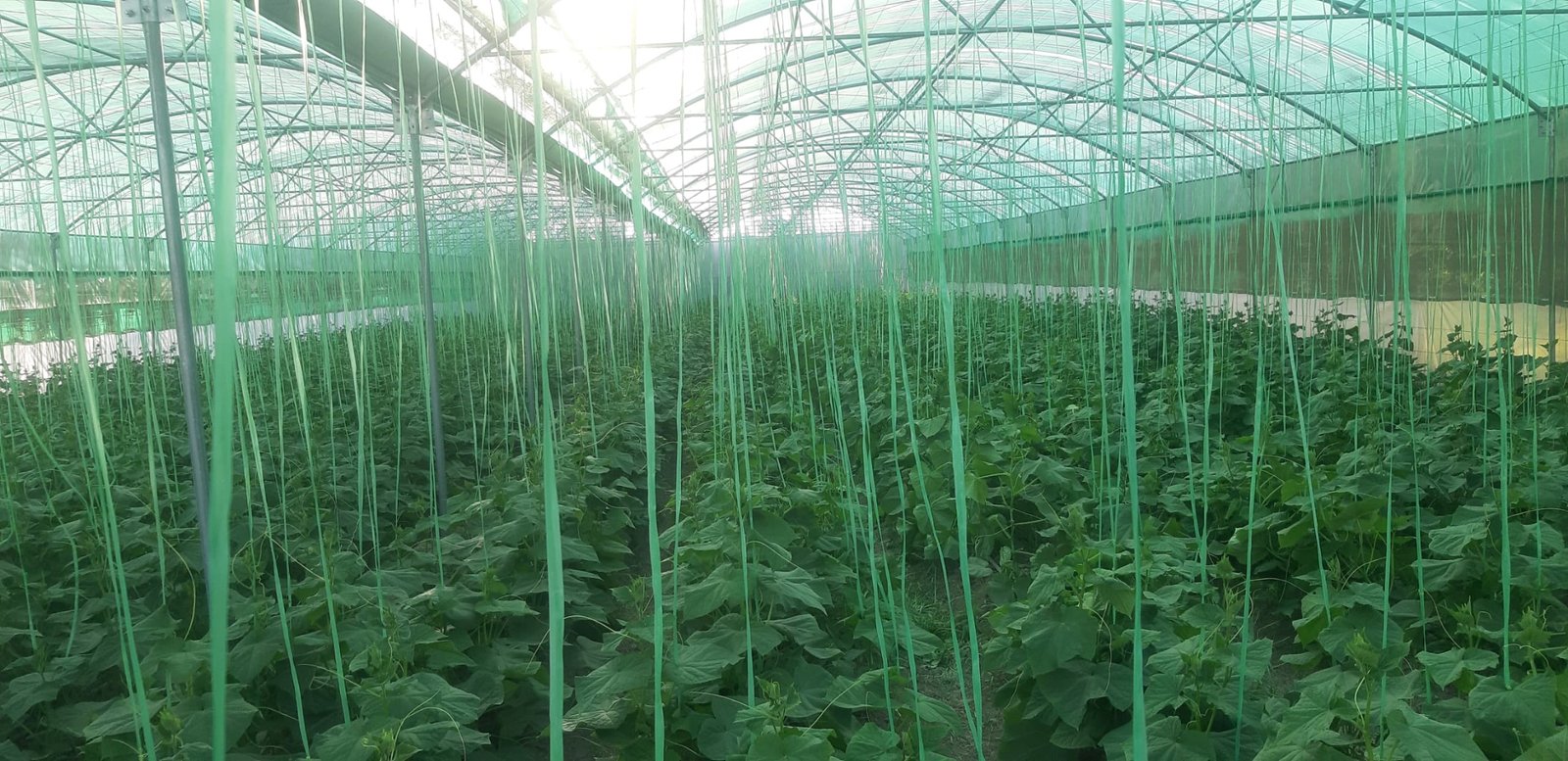 Field deployment environment for greenhouse project